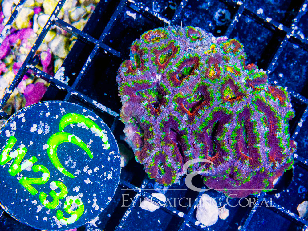 Aussie Acan Lord Rainbow or Super Ultra XS - Disc W239