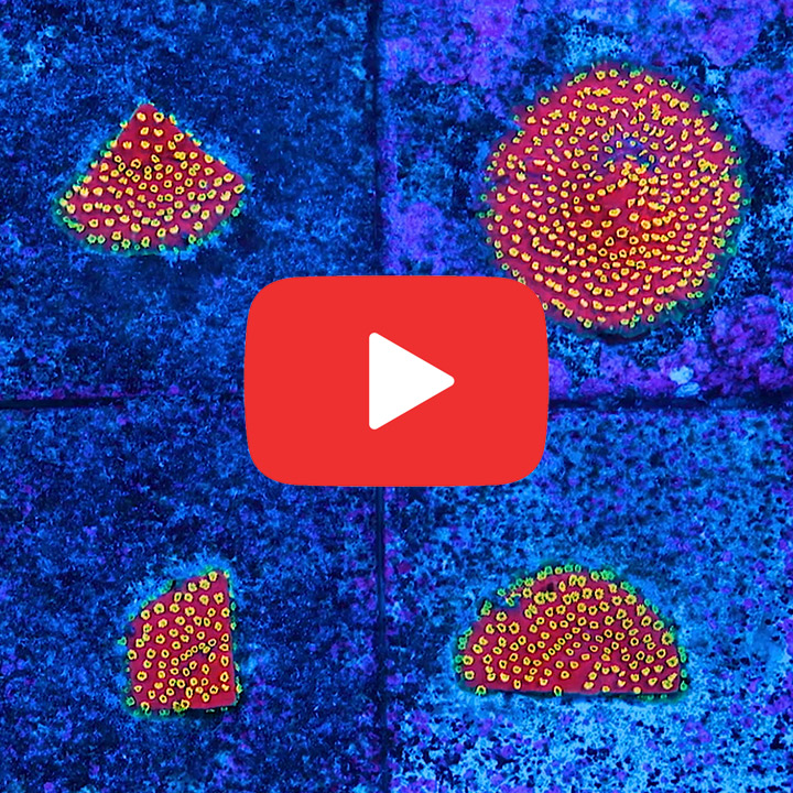 ECC Pyro Blast Cyphastrea Frag