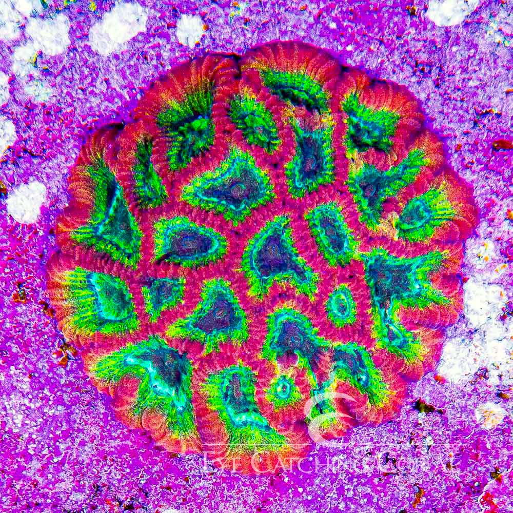 ECC Time Spiral Favia Frag