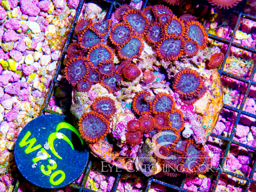 Indo Zoanthid L - Disc W730