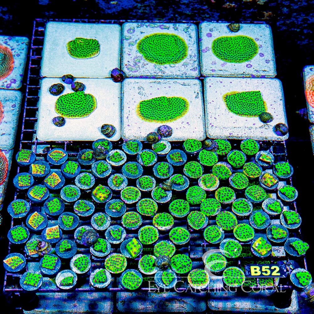 ECC Master PPE Cyphastrea Frag