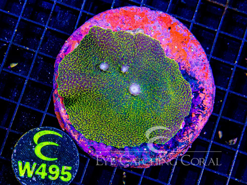 Indo Elephant Ear Mushroom Gold/Yellow  L - Disc W495