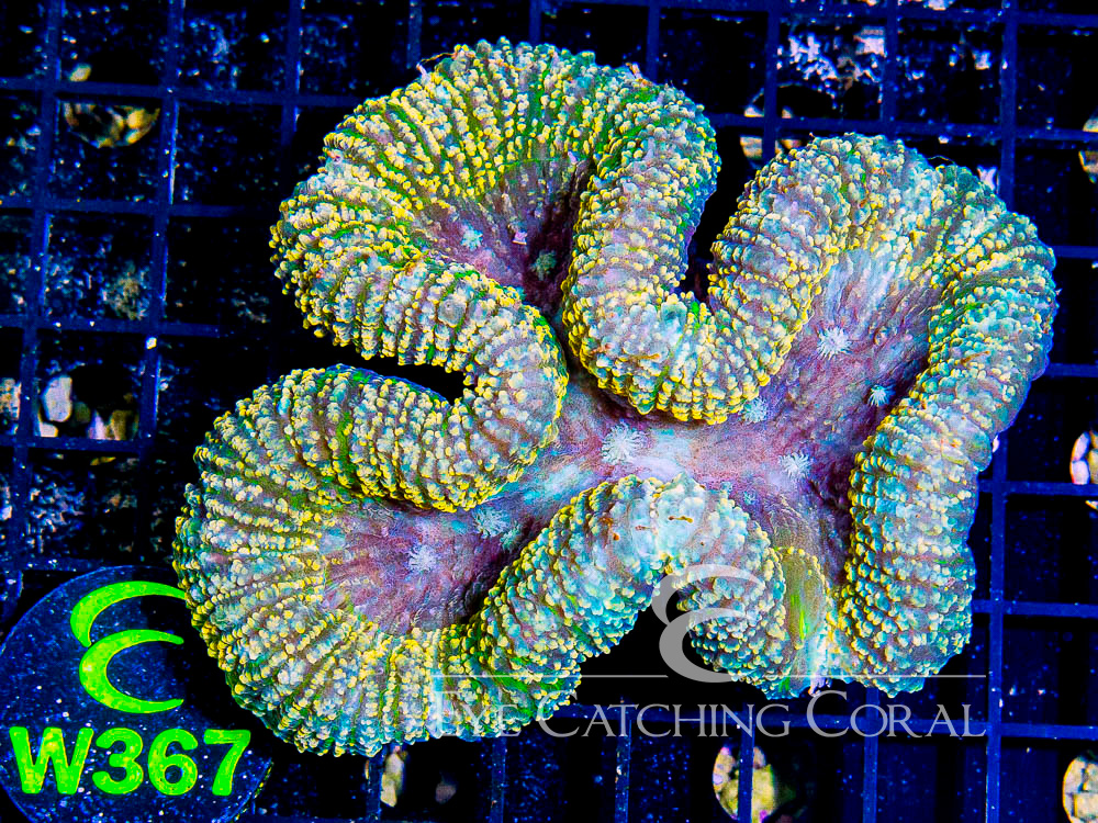 Indo Lobophyllia or Symphyllia M - Disc W367