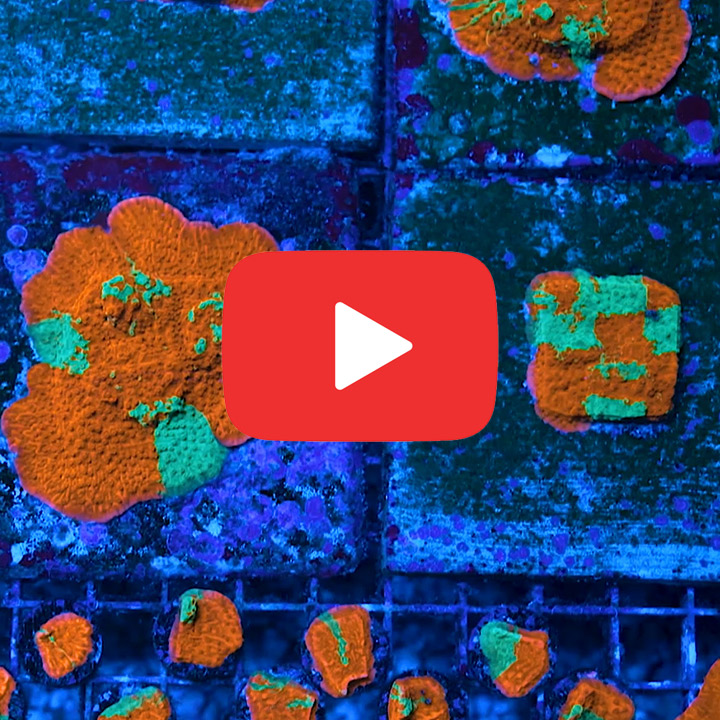 ECC Grafted Montipora Frag