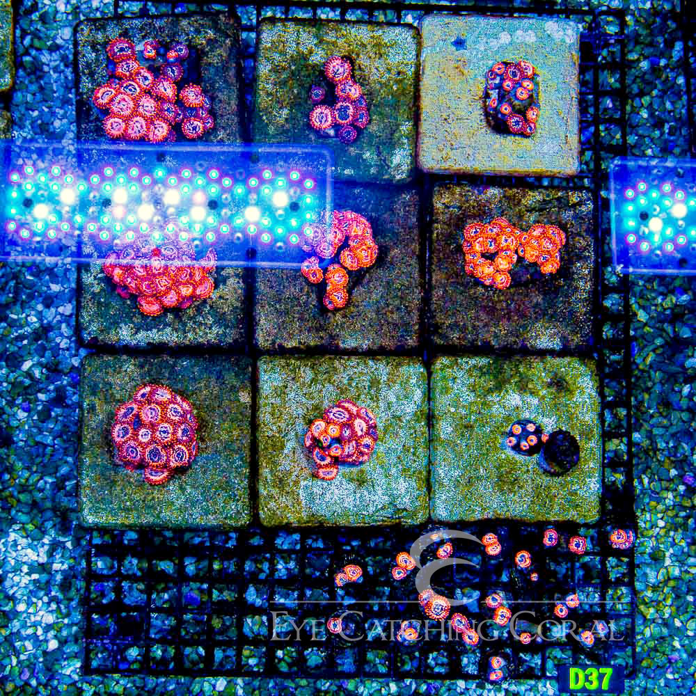 ECC Utter Chaos Palythoa Frag (2+ Polyp Average)