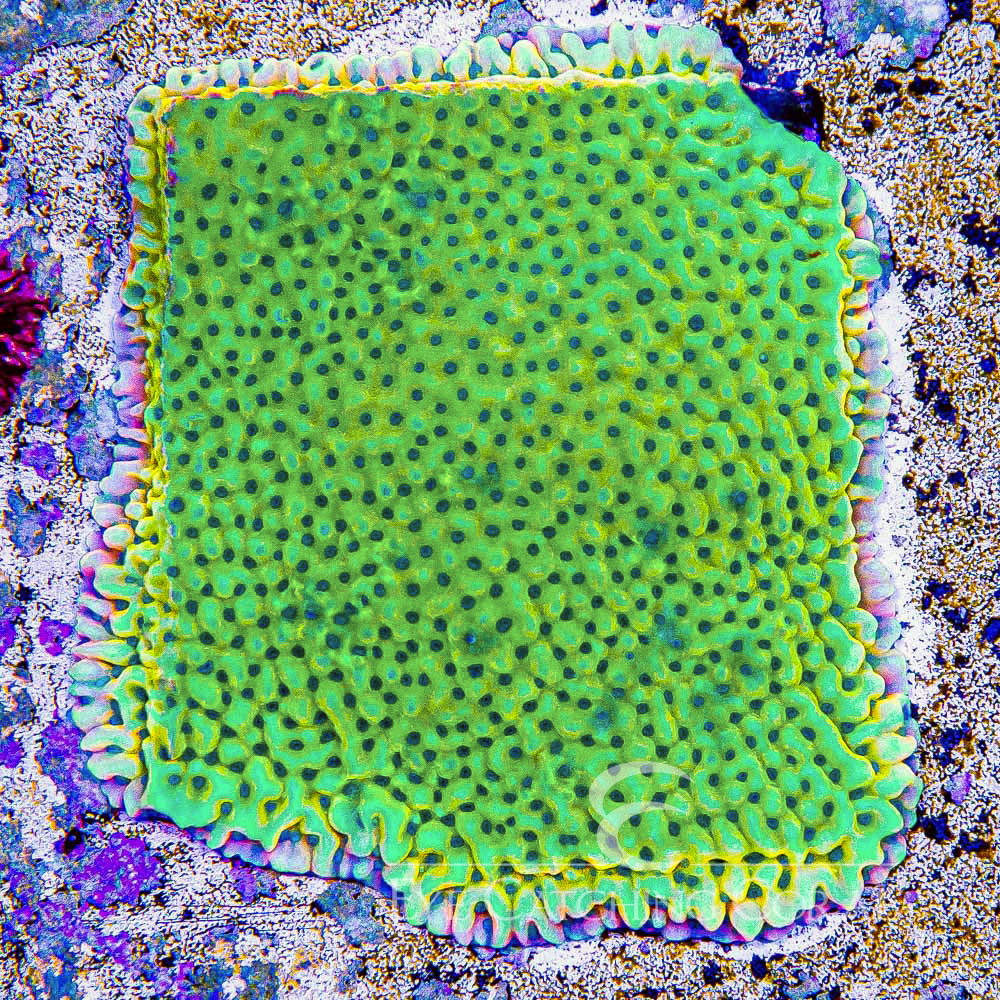 ECC Garden of Eden Montipora Frag