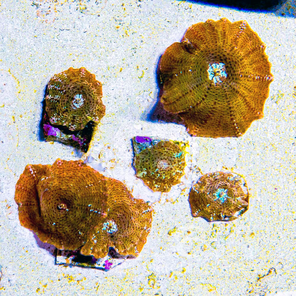 ECC Suns Zenith Disco Mushroom Frag