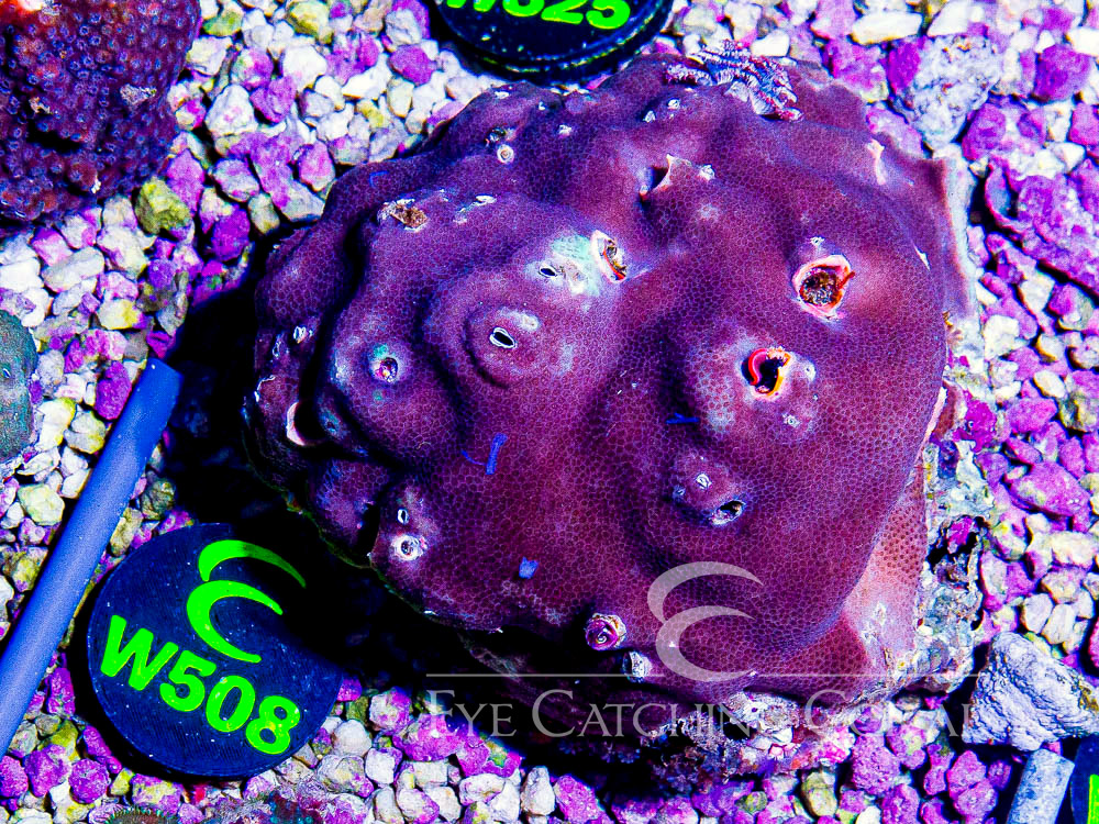 Aussie Christmas Tree Worm on Rock Show - Disc W508