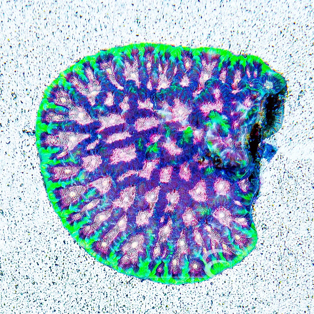 ECC Bejeweled Favites Frag