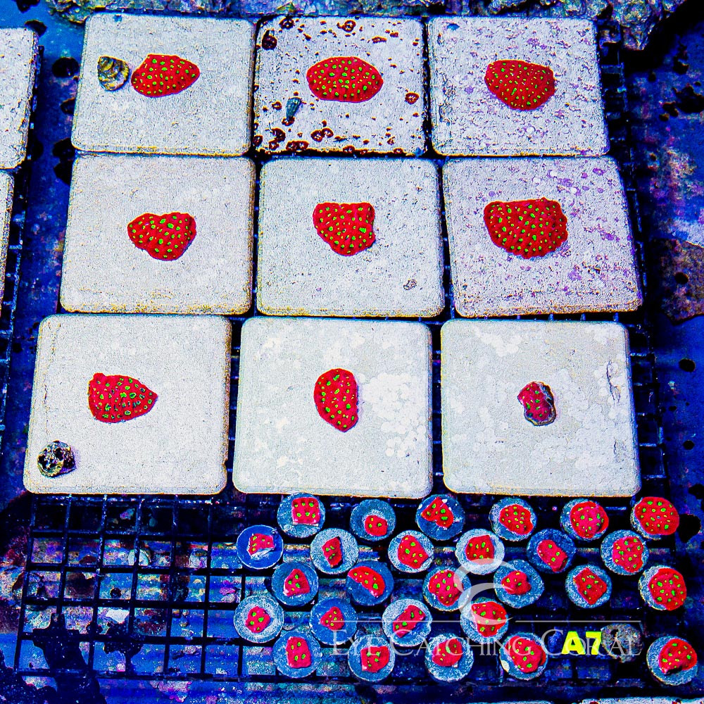 ECC Charged Lithium War Coral Frag