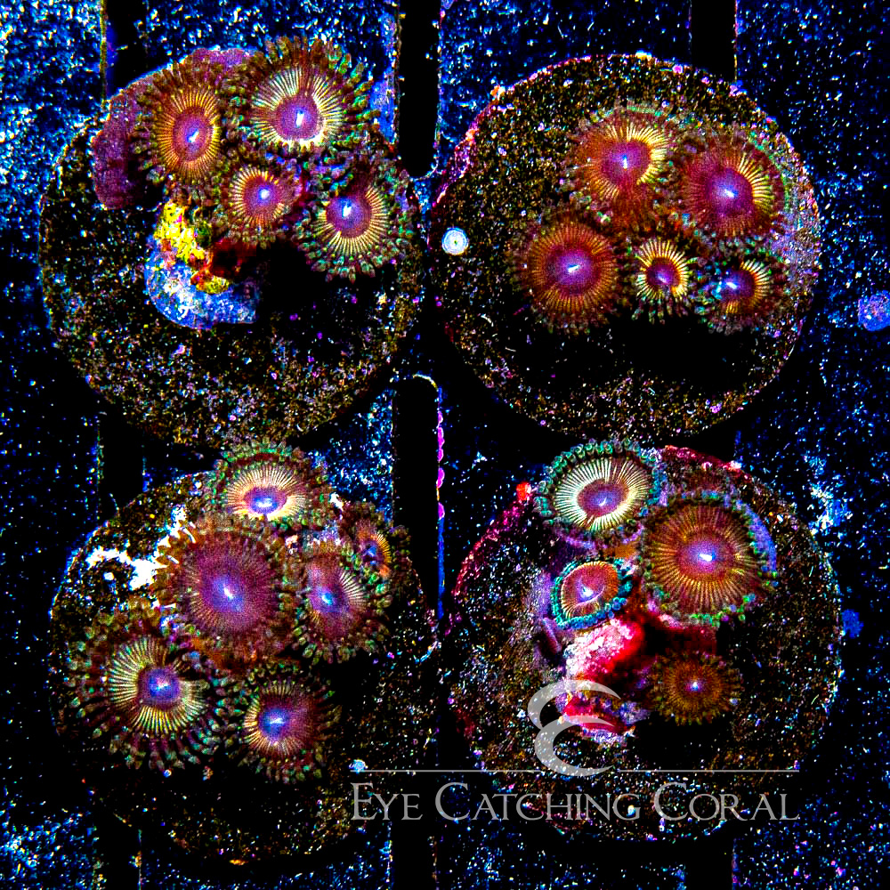 ECC Sunstone Zoanthid Frag