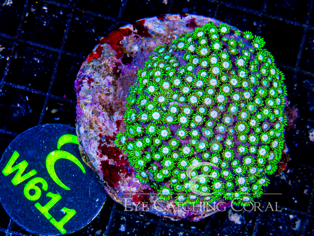 Indo Goniopora L - Disc W611