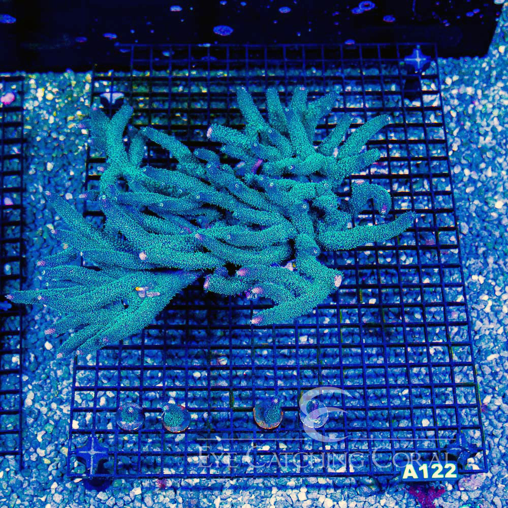 ECC Palmers Blue Milli Frag