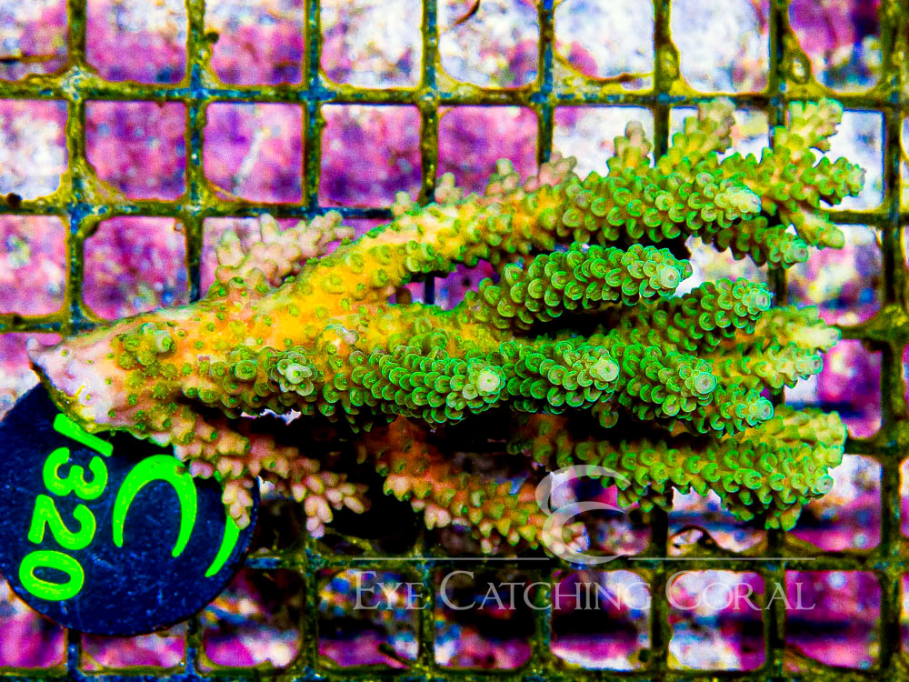 Aussie Acropora - Priced by size and color  M - Disc W320