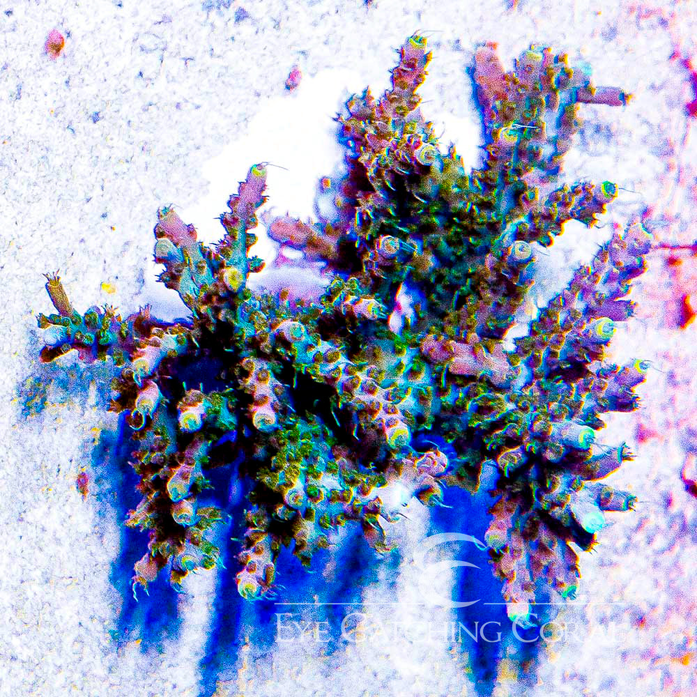 ECC Voodoo Majik Acropora Frag