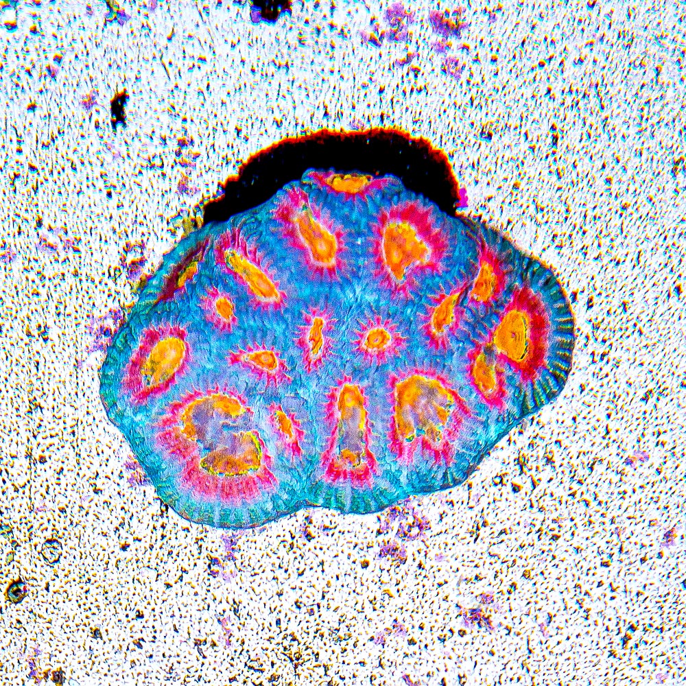 ECC Helios Favia Frag