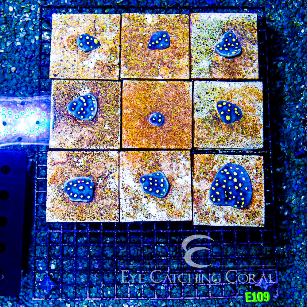 ECC Tidal Wave Chalice Frag