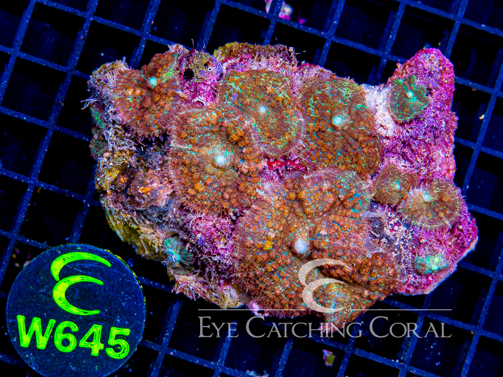 Indo Rhodactis Mushroom L - Disc W645