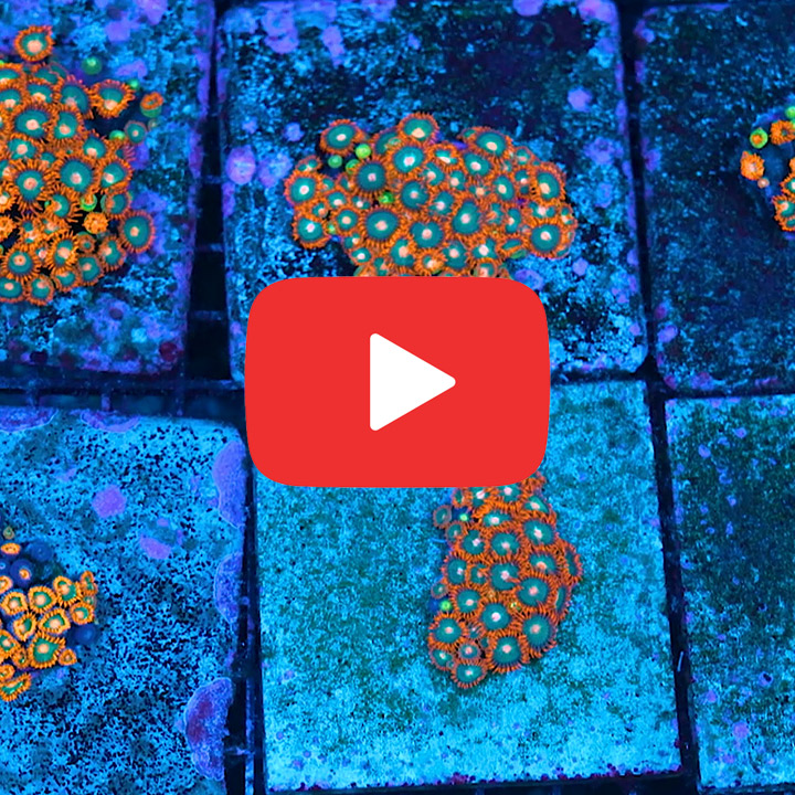 ECC Gatorade Zoanthid Frag (4+ Polyp Average)