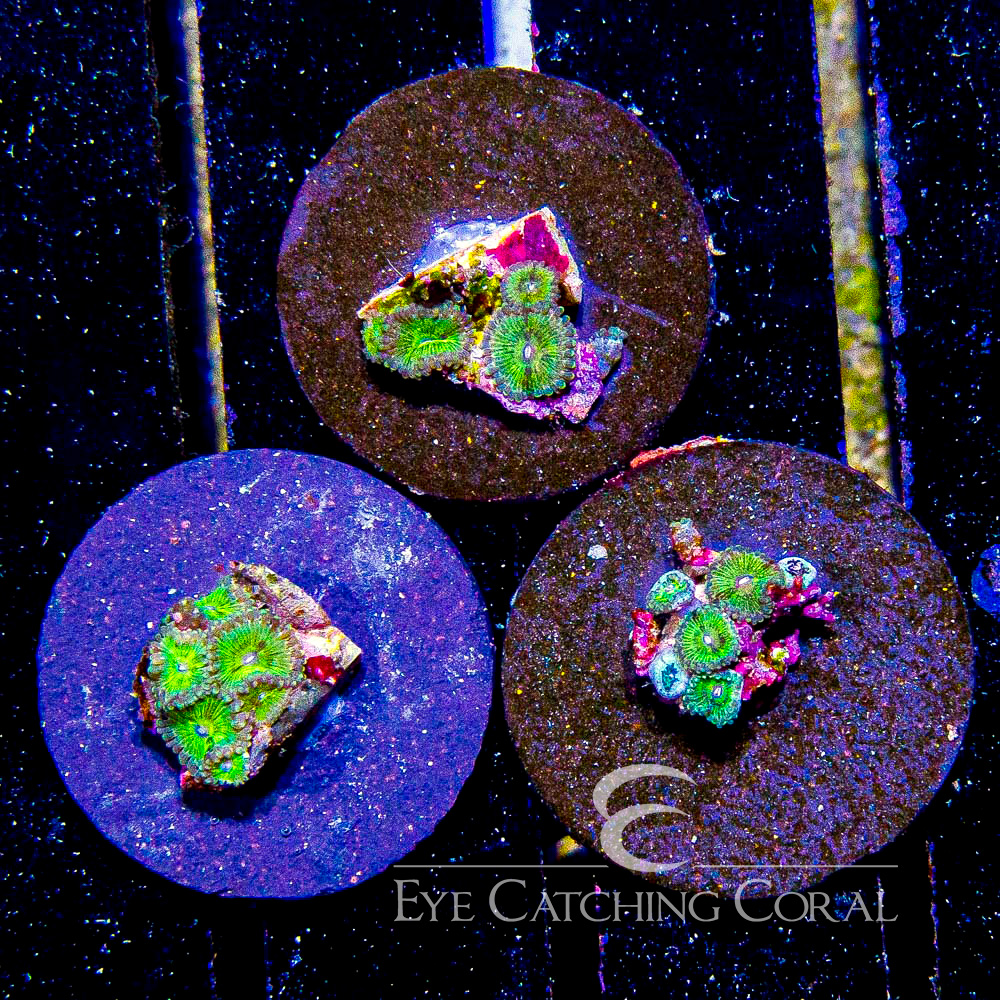 ECC Lemon Fizz Zoanthid Frag