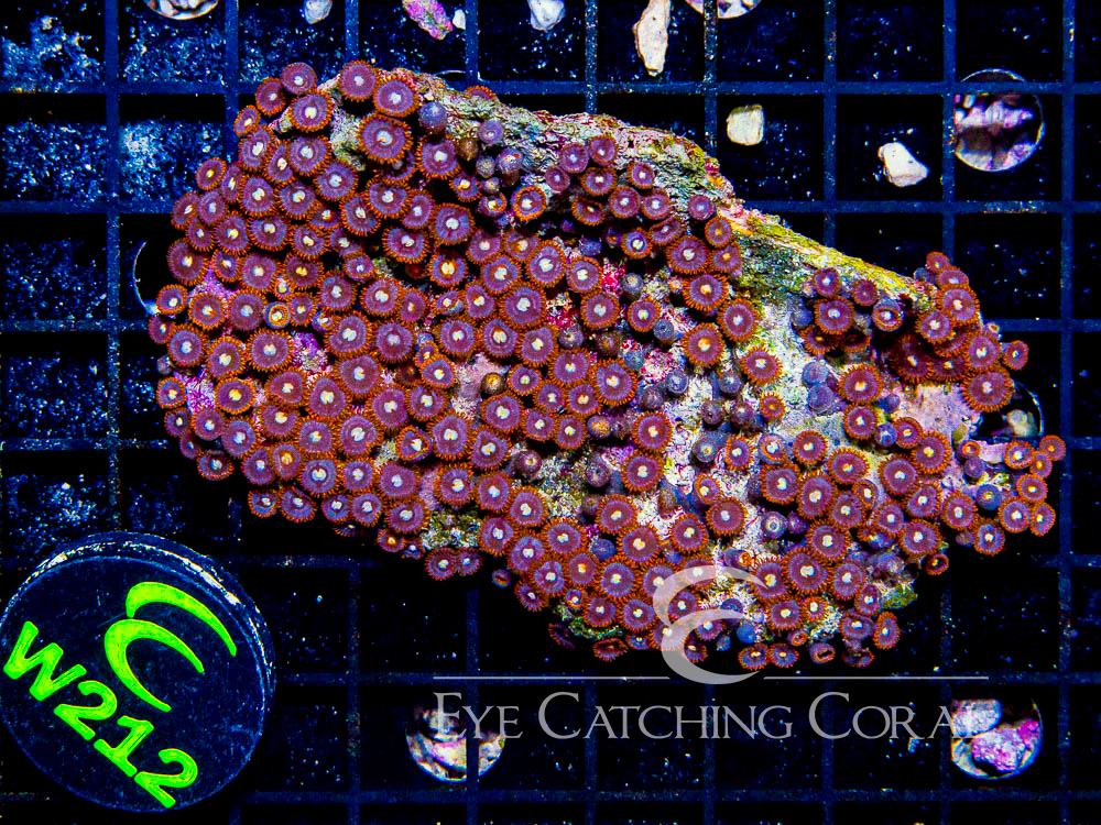 Indo Zoanthid Ultra (Sorted by Size & Color) Level 2 - Disc W212