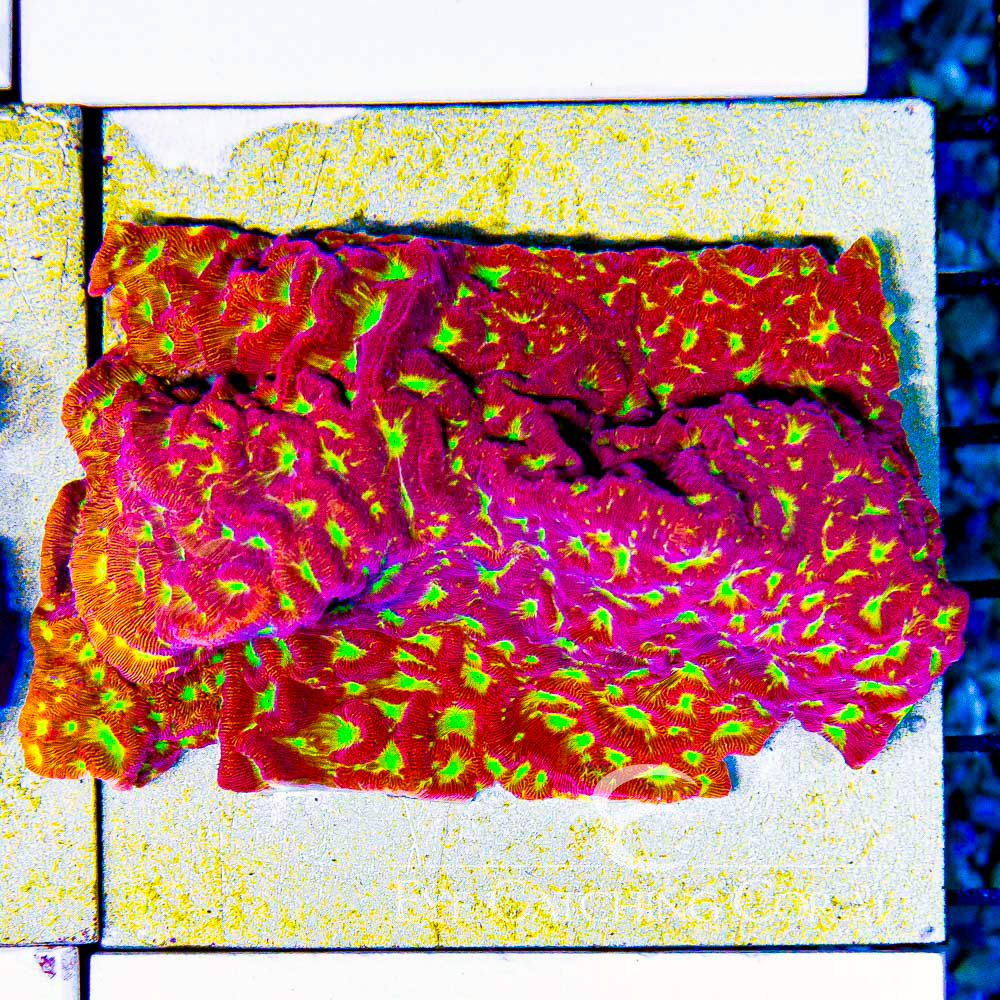 ECC Solar Flare Leptoseris Frag