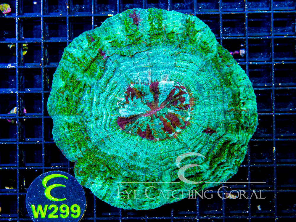 Aussie Green or Multicolor Acanthophyllia  L - Disc W299