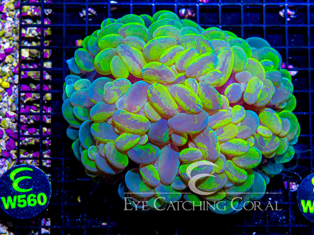 Indo Bubble Coral Splatter Show - Disc W560