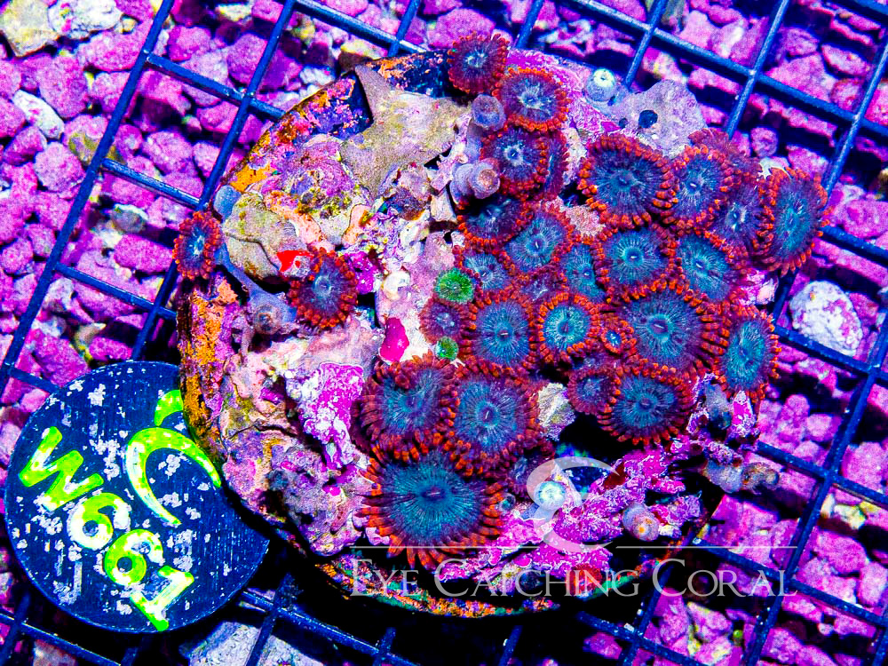 Indo Zoanthid M- Disc w661