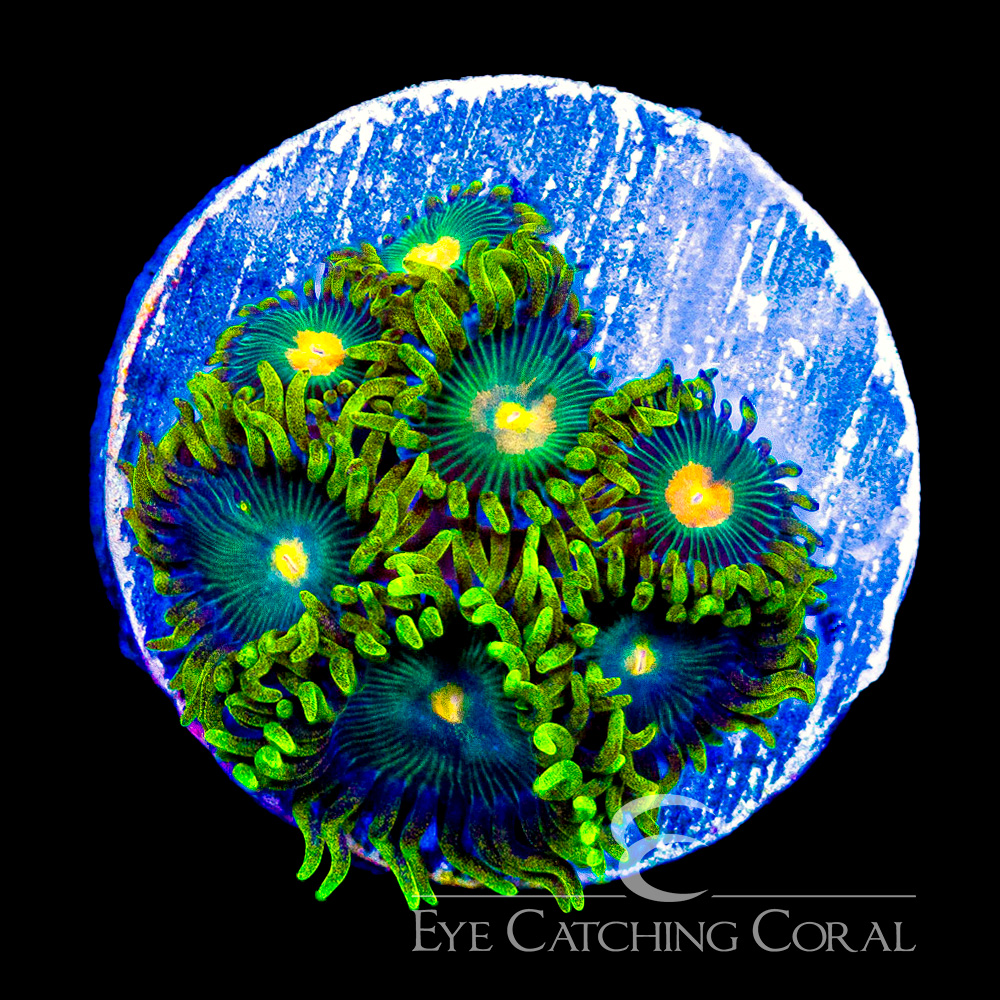 ECC Golden Dawn Zoanthid Frag (4+Polyp Average)