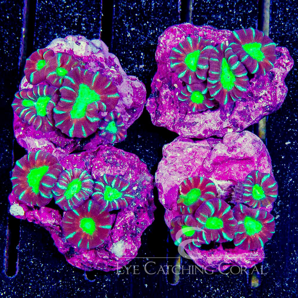 Multi Color Candy Cane Mini Colony