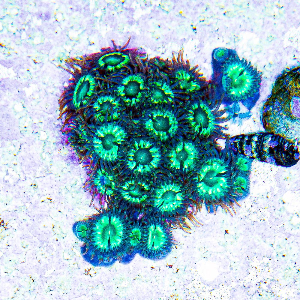Tidal Gardens Mean Green Zoanthid Frag (4+ Polyp Average)
