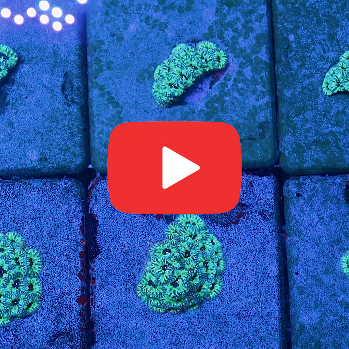 ECC PPE Blastomussa Merletti Frag