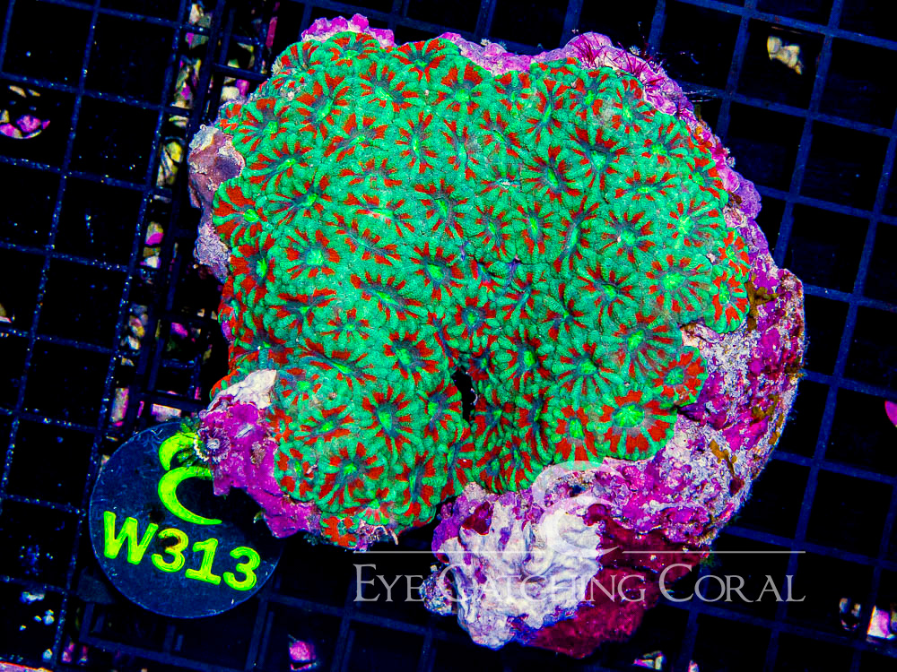 Indo Acan XL - Disc W313