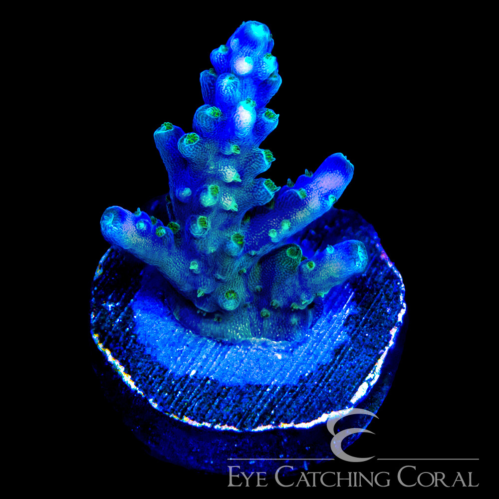 ECC Tricolor Valida Acropora Frag