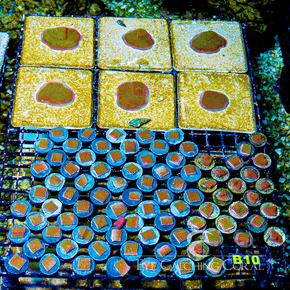 WWC Electric Daisy Stylocoeniella Frag