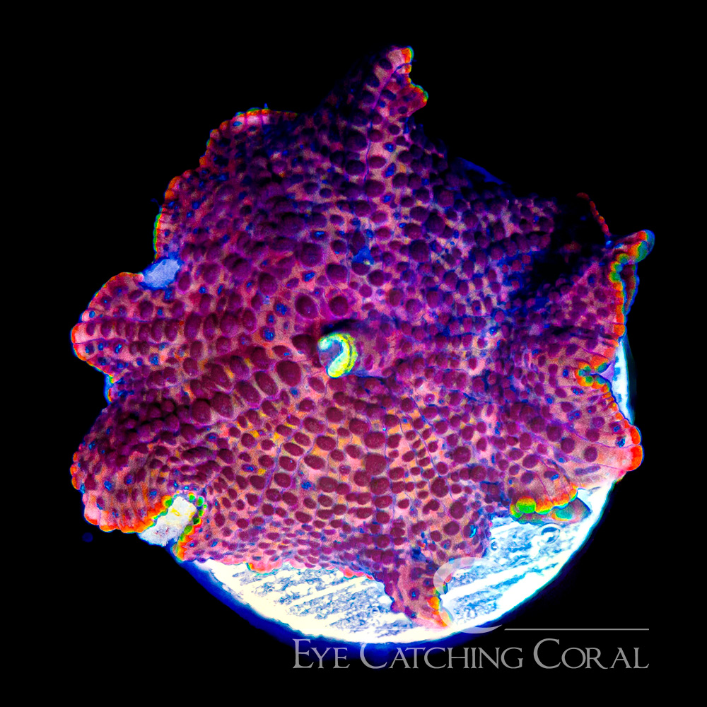 ECC Net Runner Disco Mushroom Frag