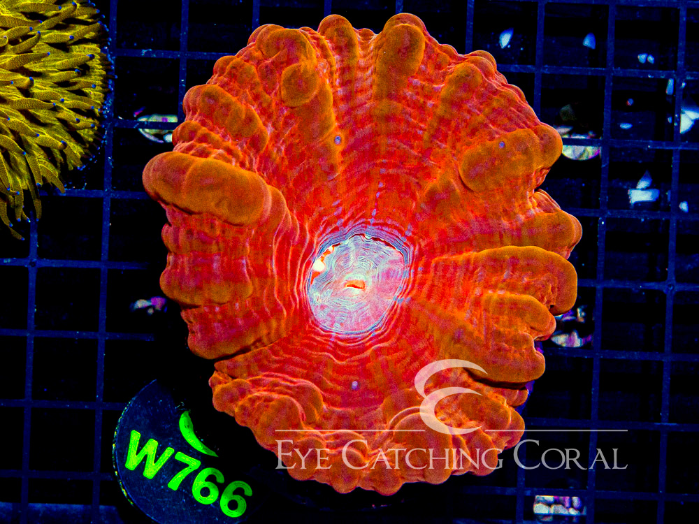 Indo Cynarina L - Disc W766
