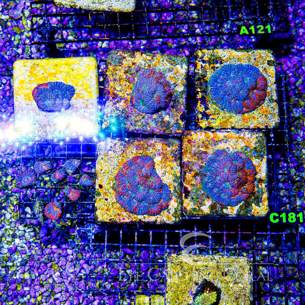 ECC Wonderland Acan Echinata Frag