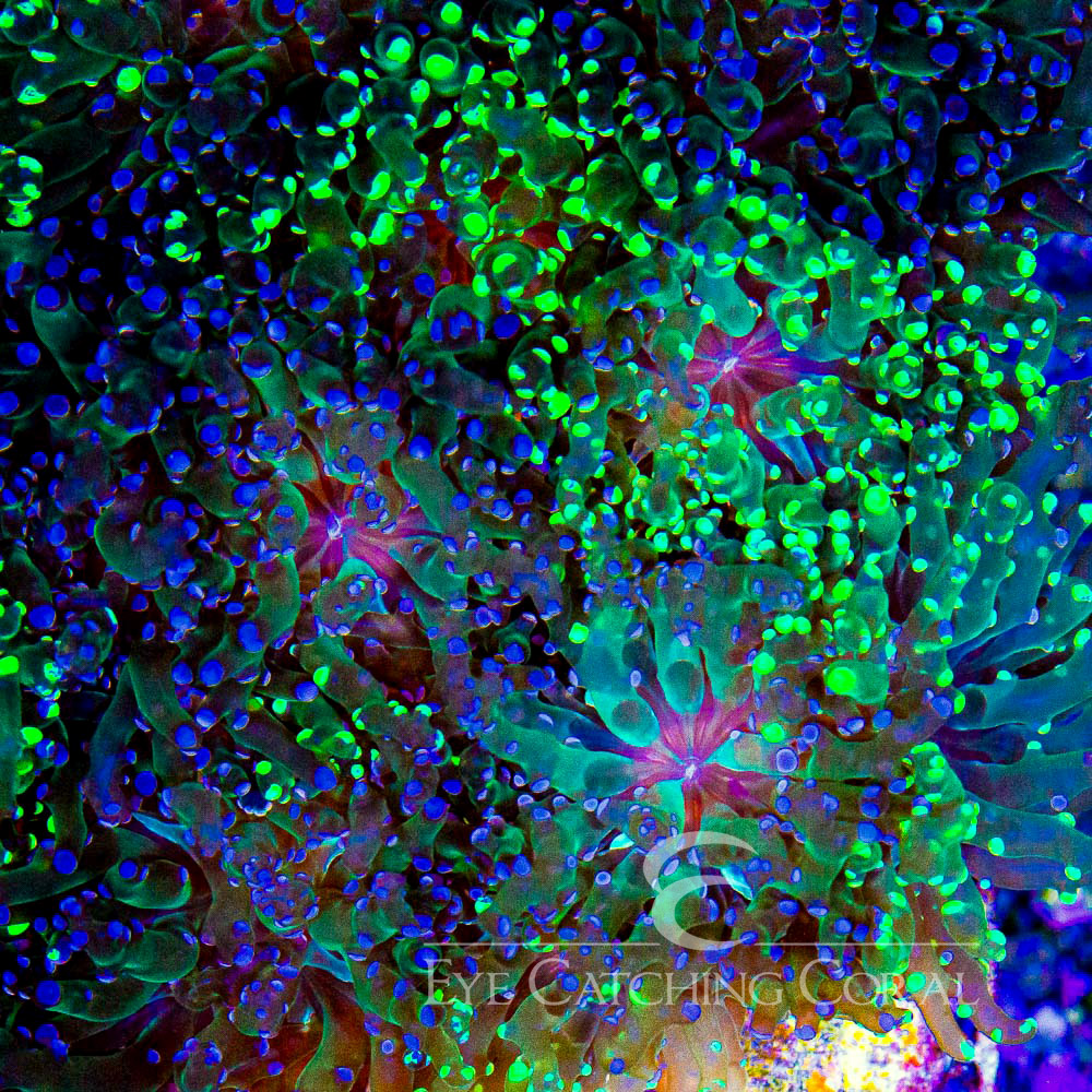 ECC Sweet & Sour Frogspawn Frag