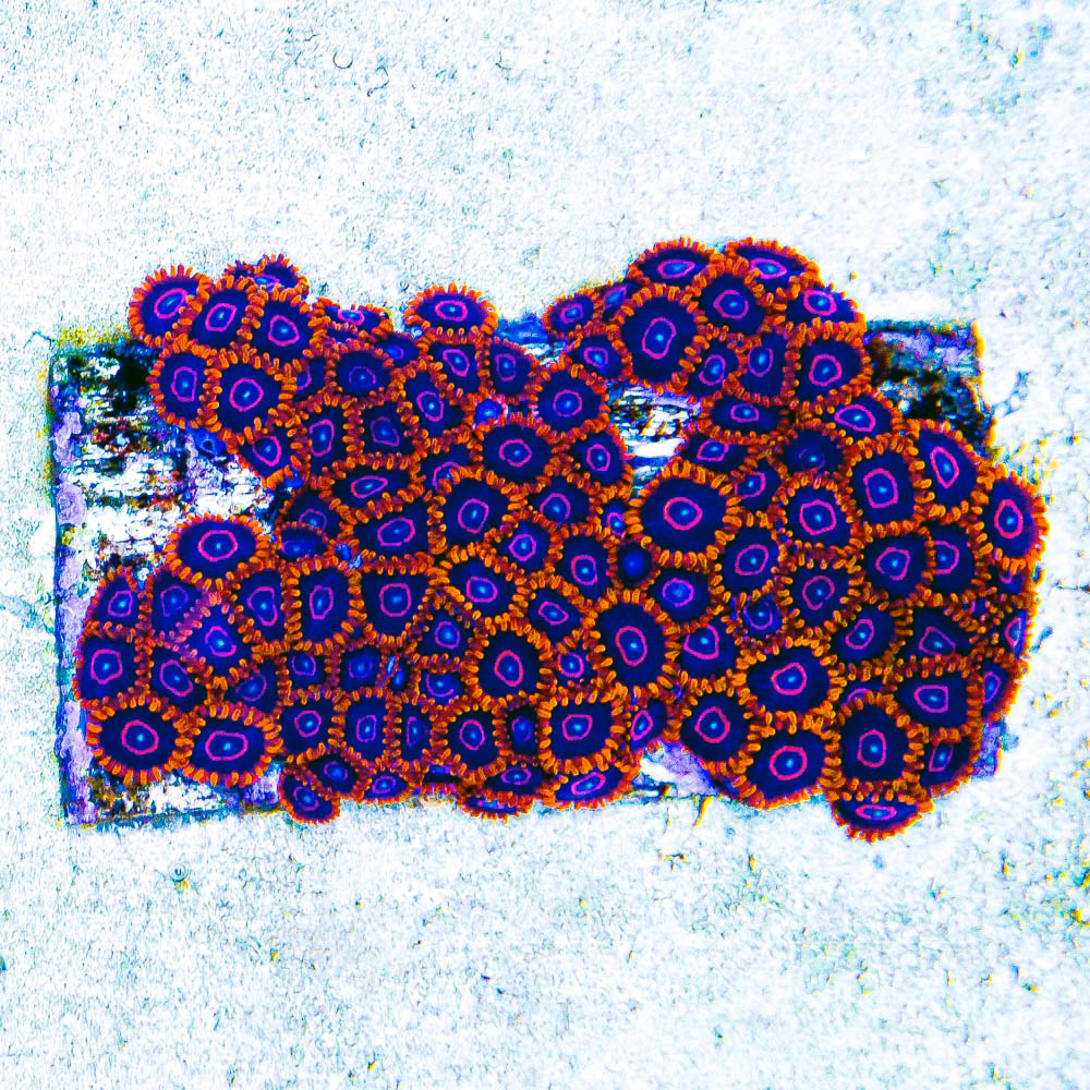 ECC Red Hornet Zoanthid Frag (4+ Polyp Average)