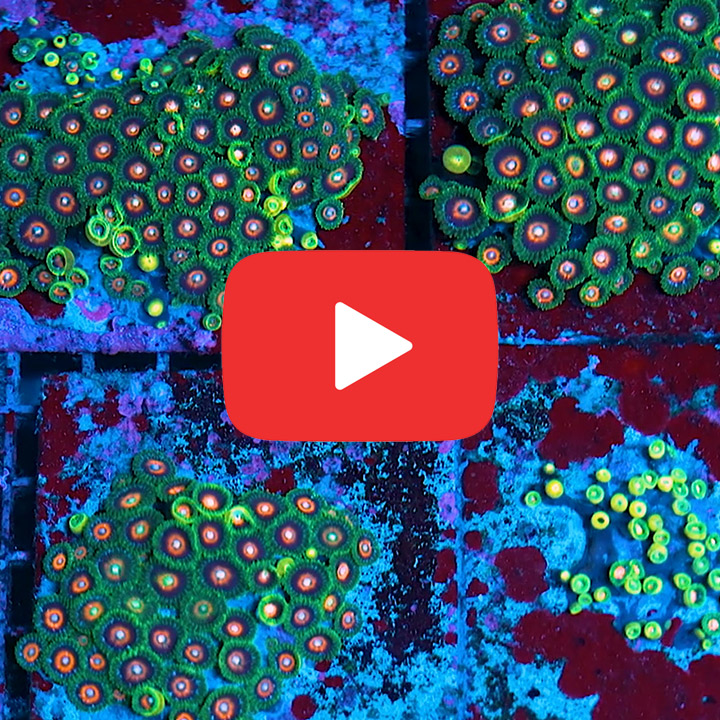 Tidal Gardens C-137 Zoanthid Frag (4+ Polyp Average)