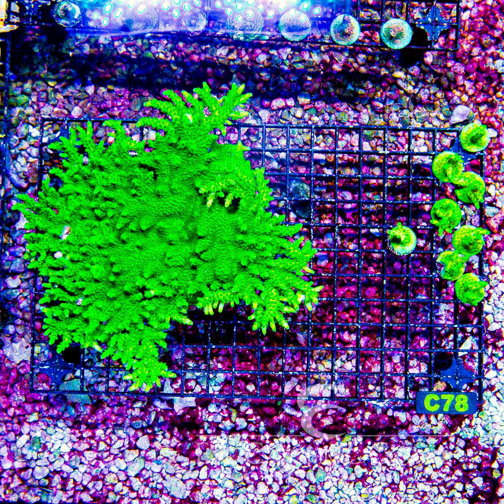 ECC Toxic Fusion Acropora Frag