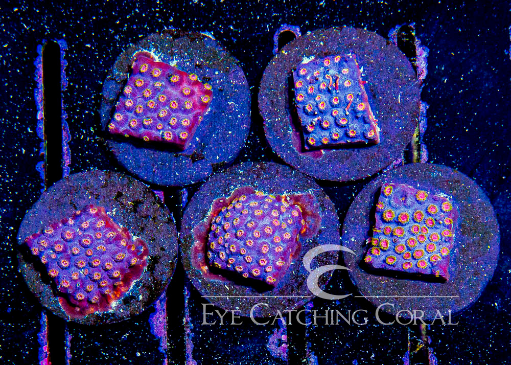 ECC Blueberry Burst Cyphastrea Frag