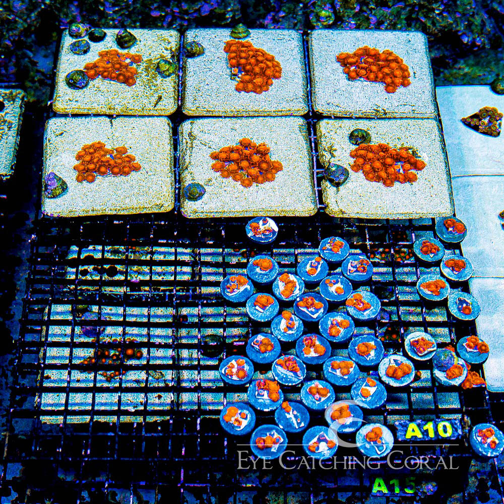 ECC Bam Bam Zoanthid Frag (4+ Polyp Average)