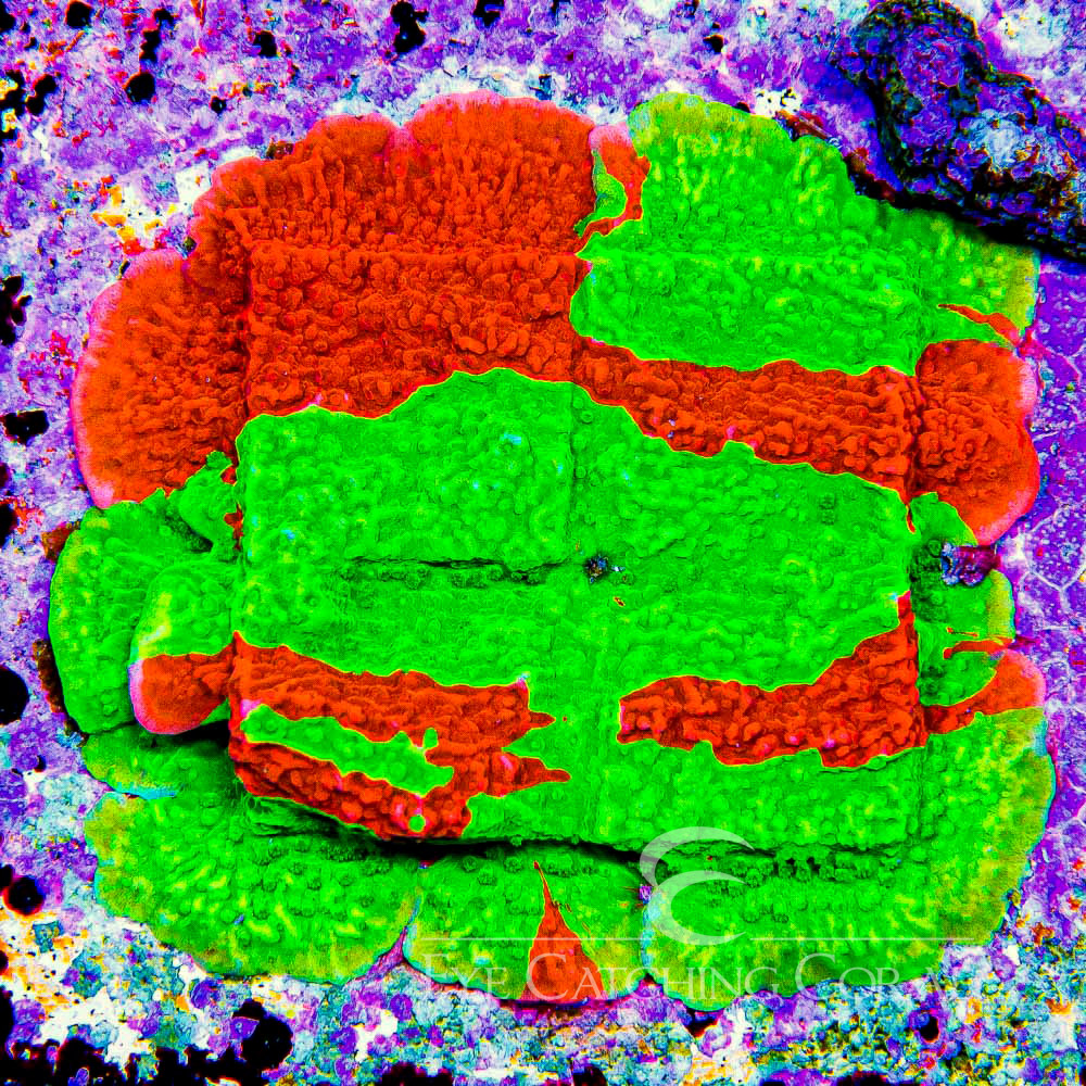 ECC Nuclear Fusion Montipora Frag