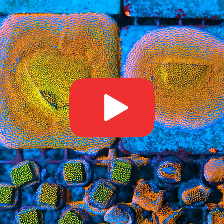 ECC Hellfire Montipora Frag