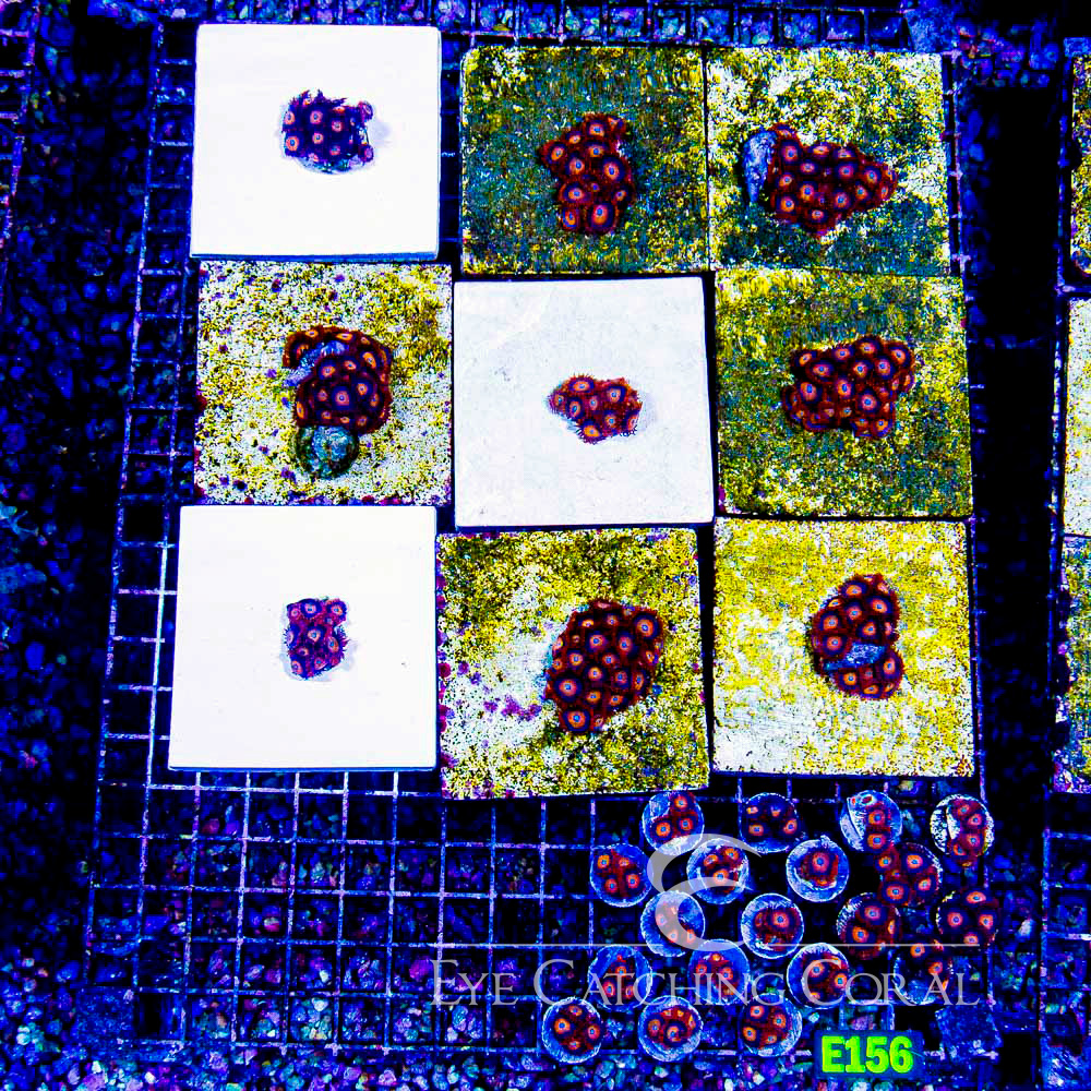 ECC Jet Fuel Zoanthid Frag (4+Polyp Average)