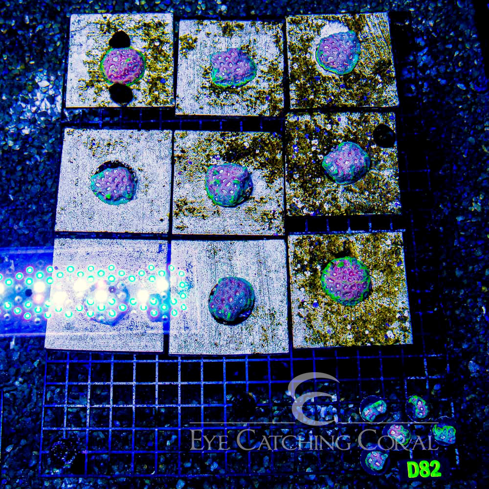 ECC Peace Coral Favia Frag