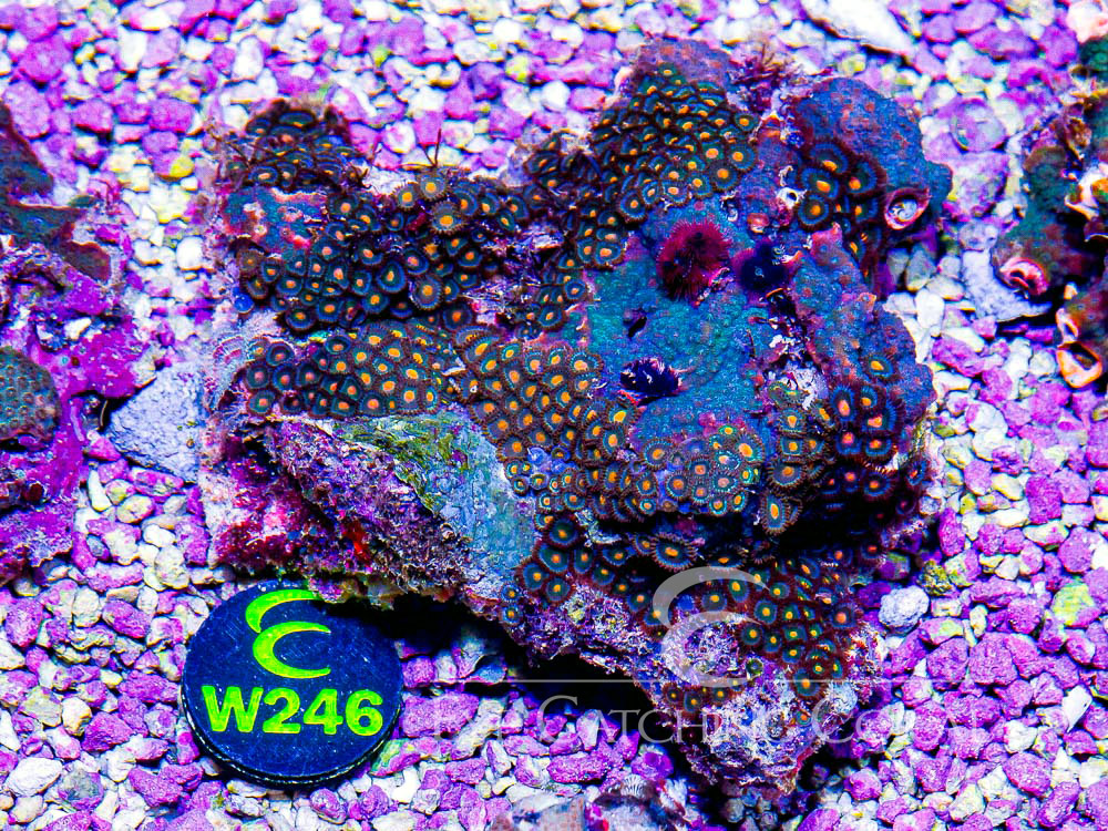 Aussie Christmas Tree Worm on Rock Show - Disc W246